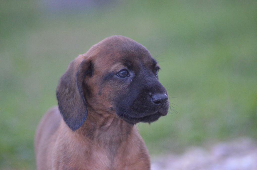 Des Joyaux De La Pompadour - Chiot disponible  - chien de Rouge de Baviere