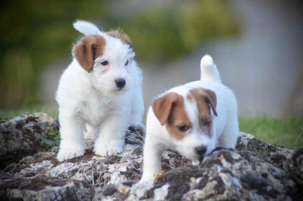 chiot Jack Russell Terrier Des Joyaux De La Pompadour
