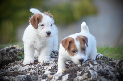 Des Joyaux De La Pompadour - Jack Russell Terrier - Portée née le 31/08/2023