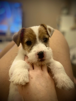Des Joyaux De La Pompadour - Jack Russell Terrier - Portée née le 30/10/2022