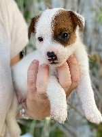 Des Joyaux De La Pompadour - Jack Russell Terrier - Portée née le 17/07/2020