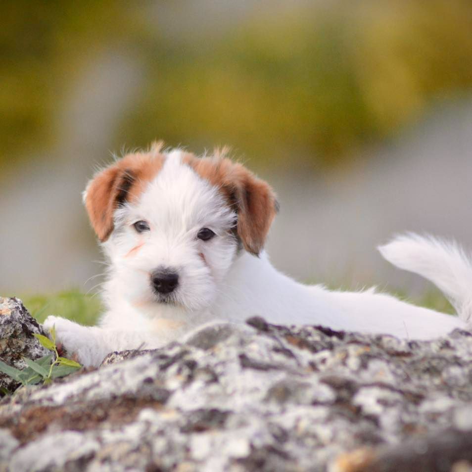 Des Joyaux De La Pompadour - Chiot disponible  - Jack Russell Terrier