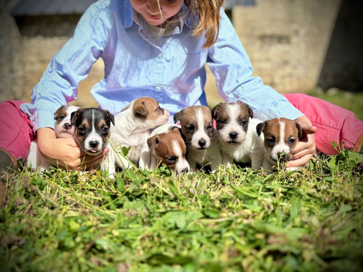 Chiot Jack Russell Terrier Des Joyaux De La Pompadour