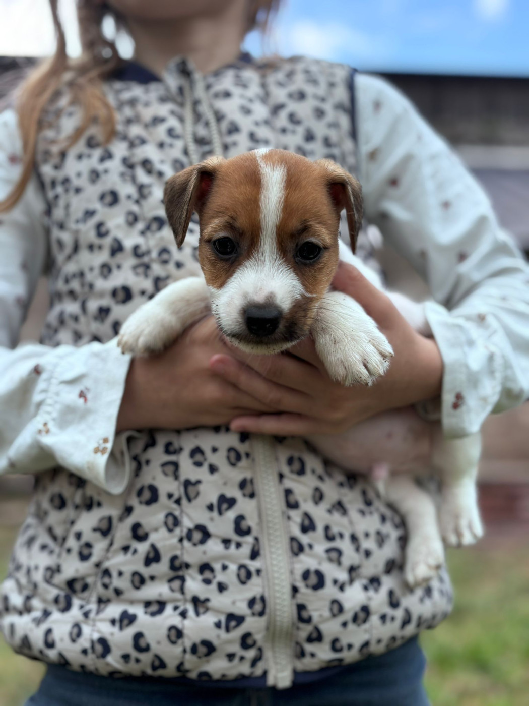 Des Joyaux De La Pompadour - Chiots disponibles - Jack Russell Terrier