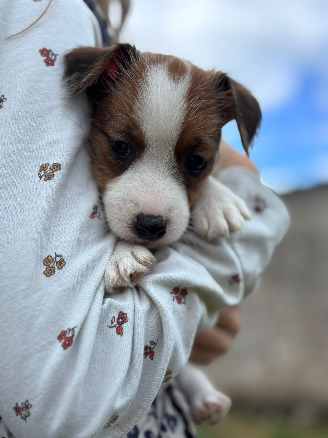 Des Joyaux De La Pompadour - Chiots disponibles - Jack Russell Terrier