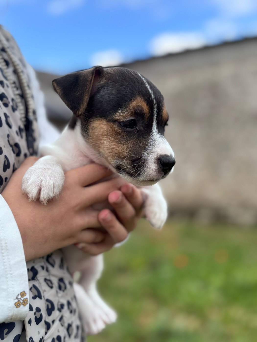 Des Joyaux De La Pompadour - Chiots disponibles - Jack Russell Terrier
