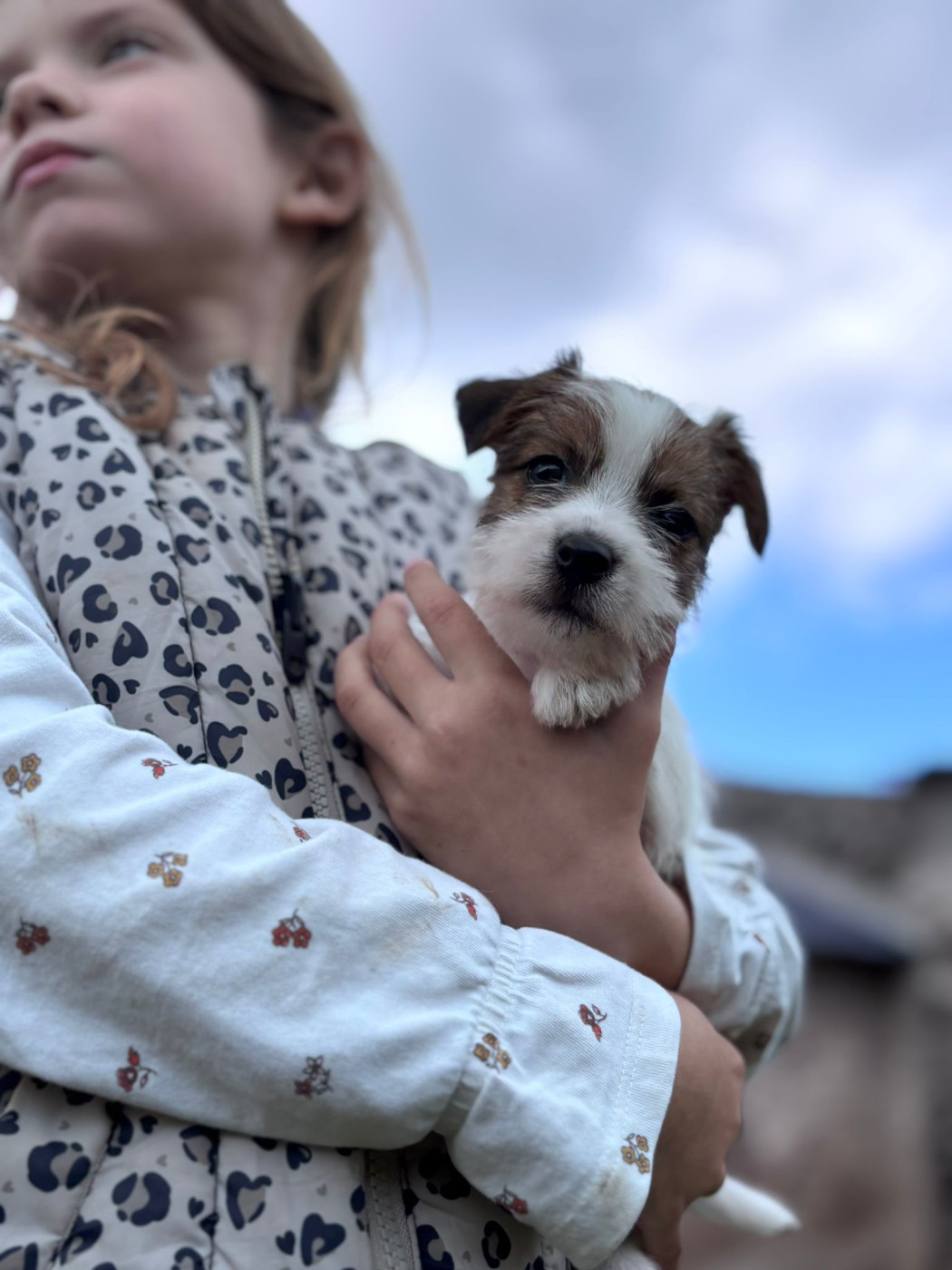Des Joyaux De La Pompadour - Chiots disponibles - Jack Russell Terrier